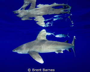 An oceanic white tip shark with pilot fish and vivid surf... by Brent Barnes 